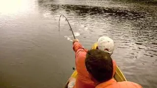 Giant Catfish piraiba Wonotobo Suriname 2011 part 1