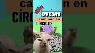 ALERTA ⚠️  CIENTÍFICOS REPORTAN COMPORTAMIENTO INUSUAL EN ANIMALES - CAMINAR EN CÍRCULOS ¿POR QUÉ?