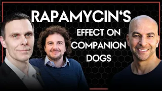 Testing rapamycin in companion dogs | Peter Attia, David Sabatini, & Matt Kaeberlein
