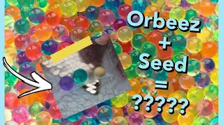Orbeez Seed Growing Experiment | Will anything grow???