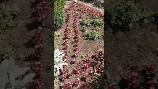 "Квадратно-гнездовой" способ посадки растений