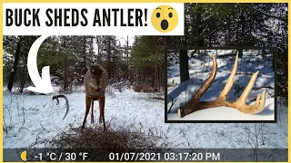 Whitetail Buck SHEDS Antler on Trail Cam Video (RARE CAPTURE!)