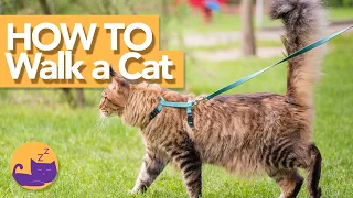 Should You WALK Your Cat?! - HOW TO Leash Train Cats (Tutorial)