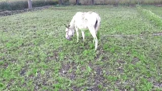 Withe Donkey | Donkey | Funny Animals love