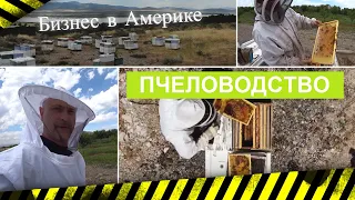 Пчеловодство как бизнес в Америке. Медосбор 2020. Олег Забугорский