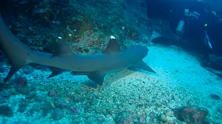 Cocos Island Sept 2022 aboard the Okeanos 1