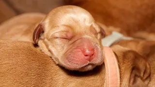 1 Day Old Fox Red Labrador Puppies!