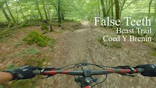 False teeth, beast trail, Coed y brenin