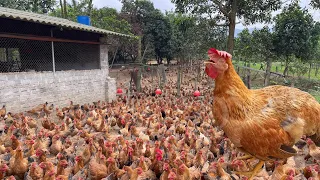 This is how I feed my chickens - Daily work on the farm