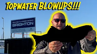 Brighton Bass and BIG Topwater Hits!