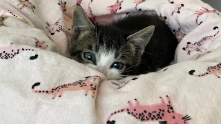 Tiny Kitten Attack