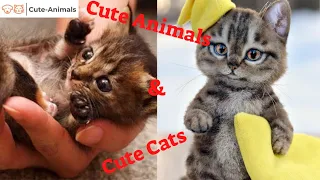 Cute And Amazing Animals Doing The Funniest Things I Dare You Try Not To Laugh 2020