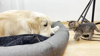 Golden Retriever Protects His Bed From Tiny Kitten (So Funny!!)