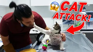 HE ATTACKED MY FACE! 😱 The Cat Slapped My Face! ( cat attack ) #TheVet