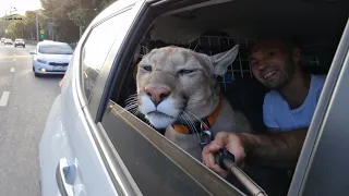 Furry passenger. Puma Messi rolled with the breeze