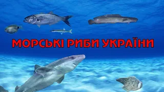 Морські риби України. Перелік риб фауни України.