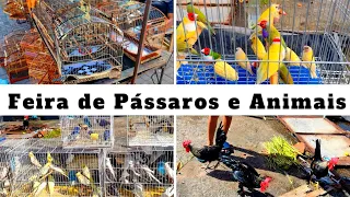 Feira de Pássaros e Gaiolas do Cordeiro   #passaros #criarpassaros #feiralivre