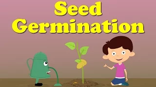 Seed Germination | #aumsum #kids #science #education #children