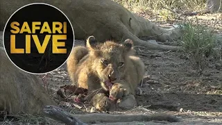 safariLIVE - Sunrise Safari - May 25, 2018