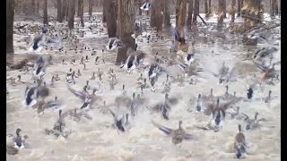 DEBBIE BUCK LEVEE. BROWNING  SPEC OPS TRAIL CAM,VIDEO. EAGLES HUNT TIMBER MALLARDS, DEER, TURKEYS