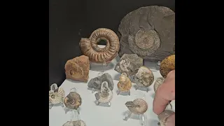 the final ammonite lot