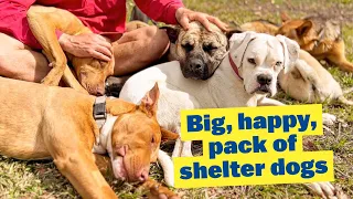 Big Happy Content Pack of Shelter Dogs | German Shepherds Rottweiler Mastiff American Staffy Puppies