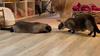 Siamese cat Armas meets his mom Kira after 2 years. Fascinating reunion!