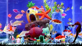 Surprise eggs,Colorful aquarium,Beautiful Ornamental fish,Cute animals,Starfish,Lobster,Golden snail