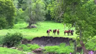 More wild mustang in south dakota