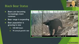 Black Bears in Missouri!