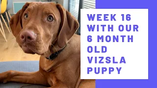 Week 16 with our 6 month old Vizsla puppy