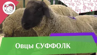 Овцы породы СУФФОЛК. Особенности, уход