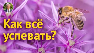 КАК ВСЁ УСПЕВАТЬ?