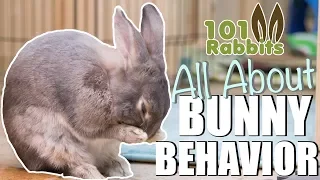 ALL ABOUT BUNNY BEHAVIOR 🐰