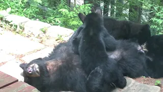 Mother Bear Nurses Her Cubs Outside North Caroline Home