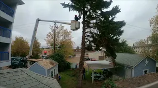 Tree Removal - Time Lapse