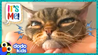 Will This Grumpy Cat Ever Get Some Love? | Dodo Kids | It's Me