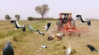Mowing merging harvesting Alfalfa with big tractors | punjabi visakh