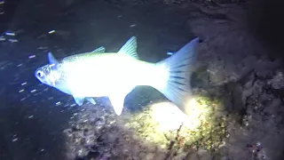 🔦😱 Νυχτερινή Κατάδυση στο Πηγάδι  -  ΔΩΡΟ XTAR DS1 - Night Dive in Black Hole! XTAR DS1 GIVEAWAY ! 🎁