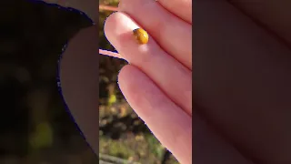 🐞Божья Коровка🐞#божьякоровка