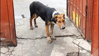 Heartbroken Dog Waits By Gate Hoping Someone Will Rescue Her And Her Friends