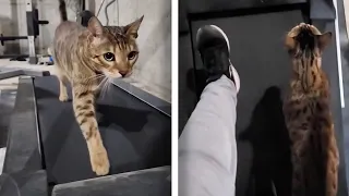 Cat Is Obsessed With Using Owners Treadmill