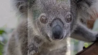 Is there anything cuter than a baby koala?