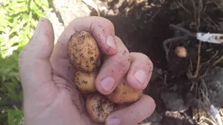 Шикарный урожай картошки в клумбе.Опять котята.