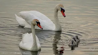 *** - Saint-Saens  : Le Cygne - The Swan  - ***