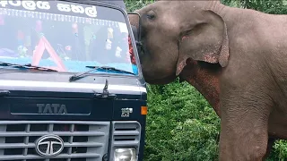 A line of vehicles caught stealing food by force today.