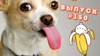 🍌 СМЕШНЫЕ ЖИВОТНЫЕ 🍌 LIKE A BOSS 🍌 ЛУЧШИЕ ПРИКОЛЫ 🍌 BEST COUB JOKES 🍌