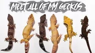 ALL OF MY GECKOS // Age? Morph? Size? Shop or Breeder?