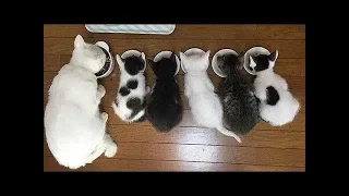 Cutest Cats! Cute is Not Enough - FUNNY CATS! 2018