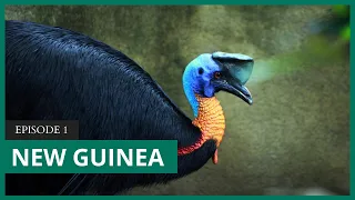 Mongabay Explores New Guinea: Protecting unparalleled biodiversity